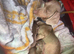 Puppies ready 11th November can be secured by deposit