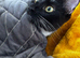 Twin sisters need to be homed together