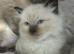 Little Kitten