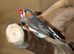 Zebra Finches for sale,17