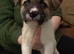 Bullkita puppies