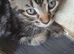4beautiful burmese cross tabby kittens