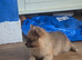Pomeranian puppy