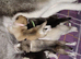 Exceptional siberian husky puppies