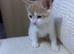 Beautiful Ginger & White Kittens