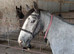 Stunning iron gray two year old cob for sale