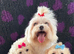 Maltipoo puppy white honey small toy puppies small dog