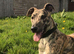 Bedlington whippet X Lurcher pups