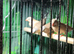 Young Hecks Finches For Sale