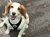 4 beautiful cockerspaniel puppies for sale