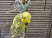Exposition Budgies