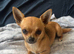 Female chihuahua