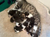 Kittens for sale