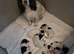 Sprocker for sale