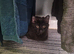Kittens for rehomeing