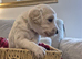 Labradoodle puppies for sale