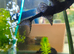 L155 Adonis plec catfish