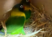 Love birds