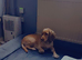 Golden and white 2.7yr female cocker spaniel