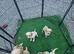 Stunning F1 golden doodles ready to leave now