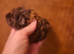 Lunkarya x Abyssinian guinea pigs