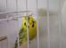 Budgie for sale