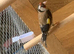 Goldfinch cock