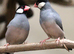 Birds selling in Stoke-on-Trent