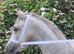 Coedyllan Galaxy Section A Yearling Colt