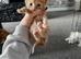 Mixed litter kittens ( ginger females)