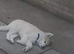 7 month old Japanese akita