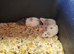 Male and female dumbo rats