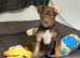 Rottie cross Doberman