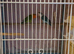 Lovebird pair