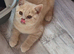 cream british shorthair