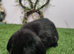 Mini lop please read description