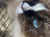 Stud Ragdoll