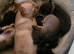 Toy mini chihuahuas puppies