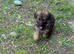 Last 4 German sheperd pups