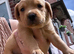 Labrador pups
