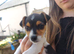 Ready to go! Gorgeous Pedigree Jack Russell Puppies