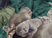 7 Beautiful Blue Staffies