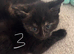 3 female kittens ready now