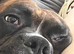 Boxer puppies