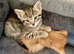 Beautiful kittens