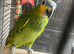 Stunning HandReared Baby Orange Wing Amazon Parrot,25