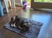 French Bulldog 2yr old male.