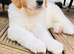 Ready in 1 week ️ pyrenees,  goldendoodle puppies