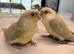 Baby Mooncheck and Suncheek conures 4-6 weeks