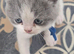 Four british shorthair kittens